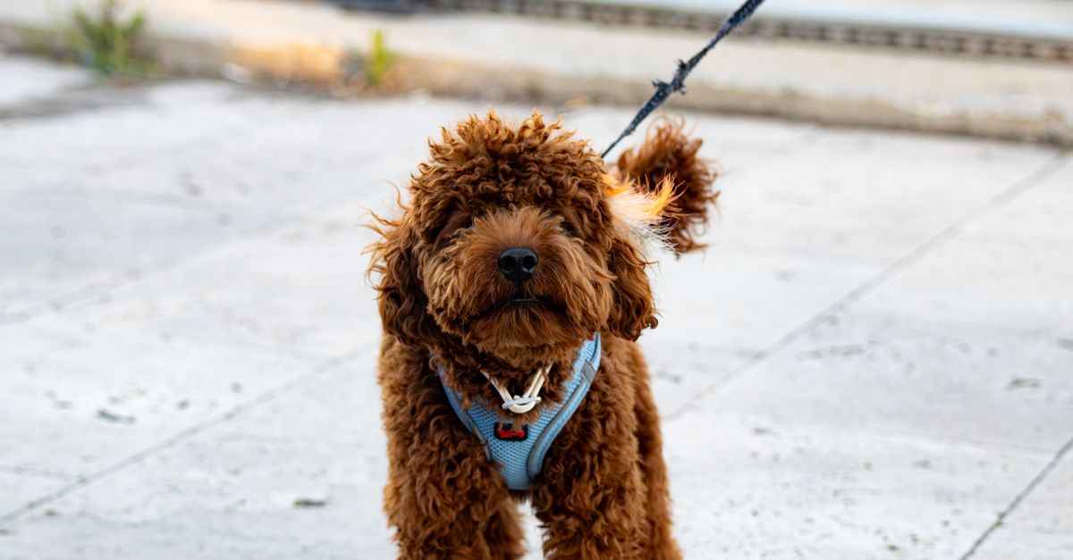 Joint supplements for Labradoodle puppies: when to start and what to use