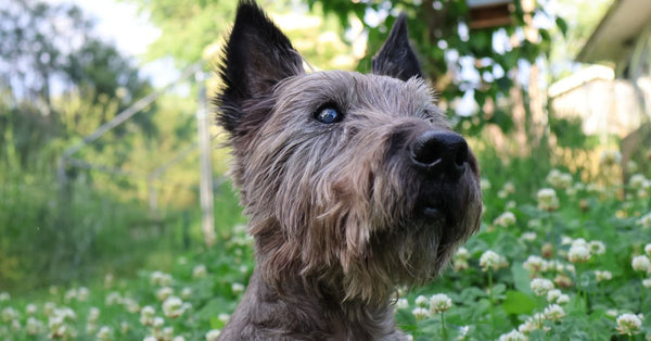 Adorable cairn terrier dog posing in a clover-filled garden in Burnsville, Minnesota.