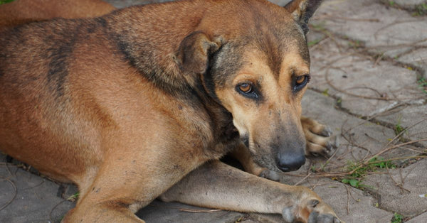 A peaceful stray dog lying on paved ground, looking thoughtful and relaxed.