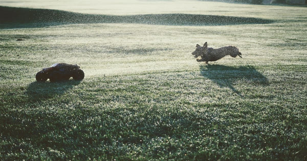 A joyful dog chasing a remote control car across a dewy morning field, captured in motion.