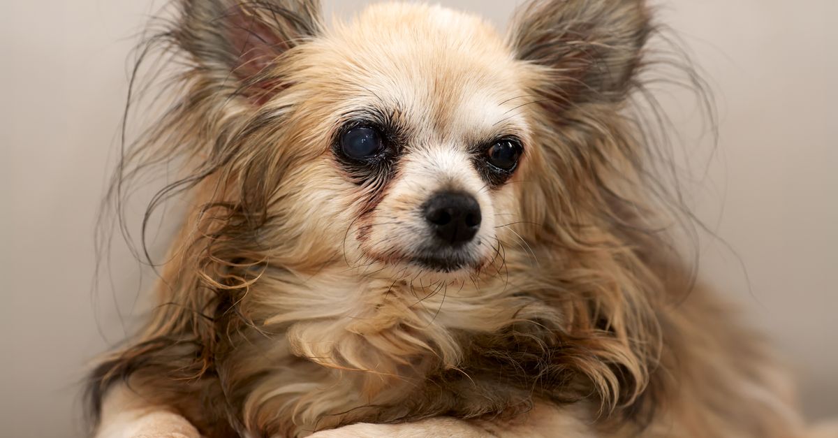 Why is my senior dog losing weight?
