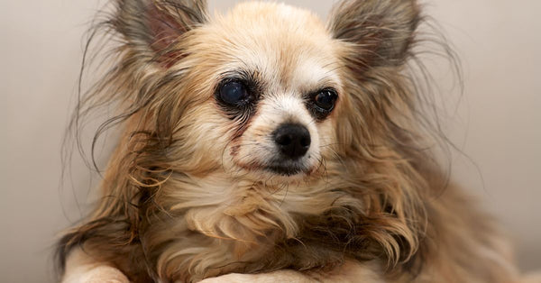 A senior long-haired chihuahua relaxes on a sofa, showing its gentle nature and fluffy appearance.