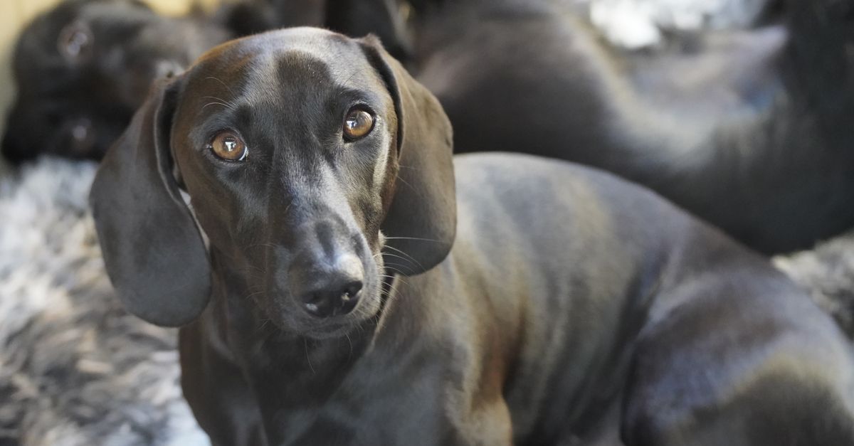 The best joint supplement for Dachshunds