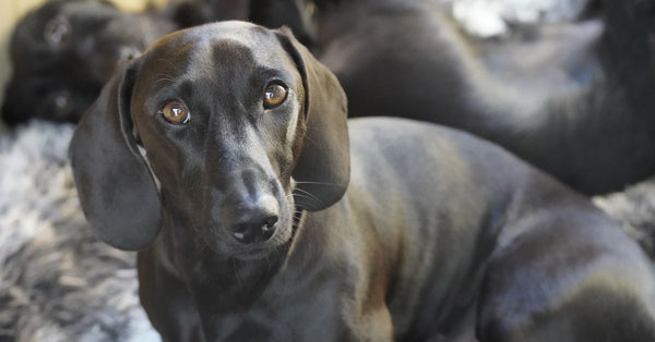 A charming black dachshund looking at the camera, lying on a fluffy blanket indoors.