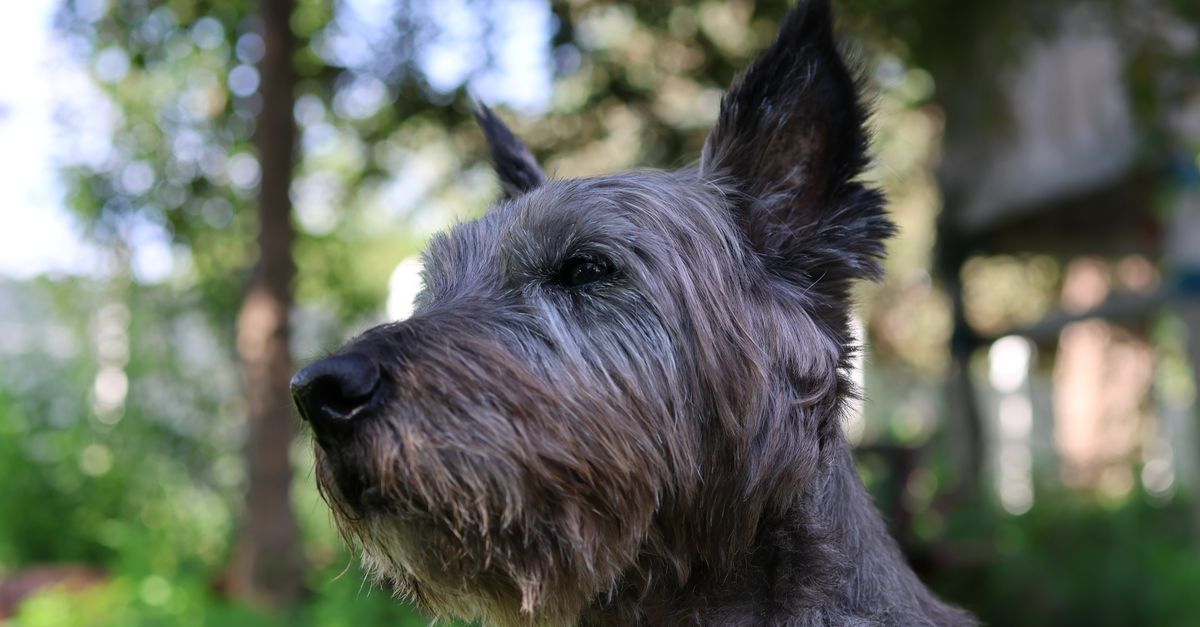 The best joint supplement for Norfolk Terriers