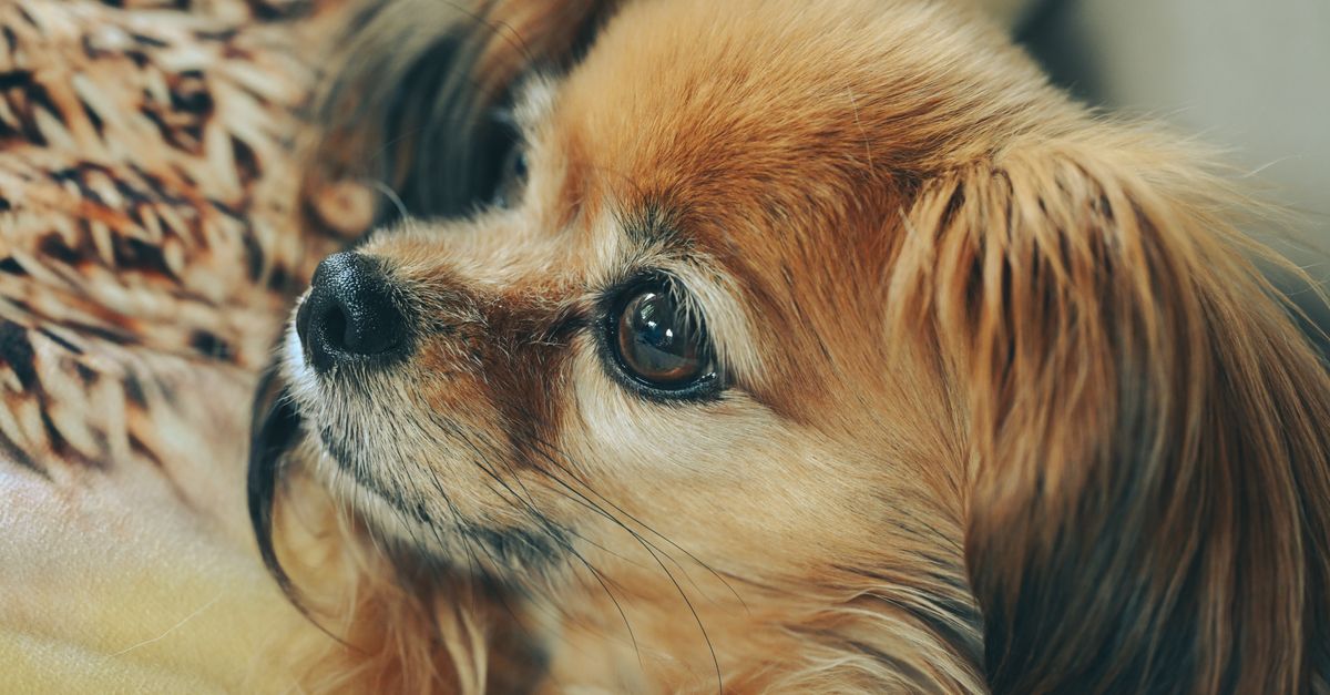 Dog dementia (cognitive dysfunction): signs and support