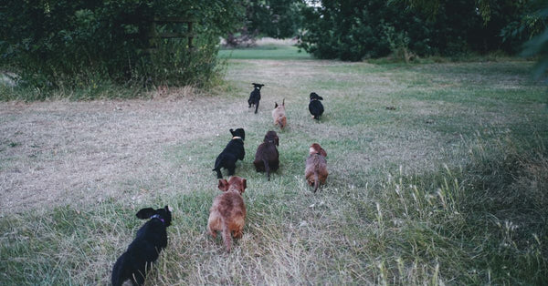 A group of dachshund dogs running through a grassy park field surrounded by trees in a lively scene.