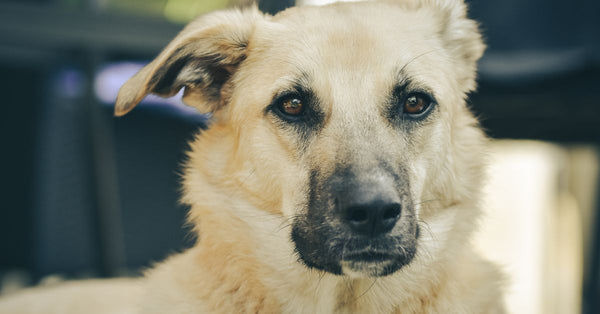 A tan-coloured dog looking attentively at the camera outdoors