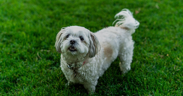 Cute white dog playing on lush green grass in a garden setting.