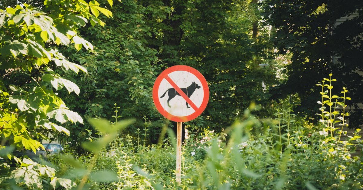 Red flags to look for on a dog supplement website