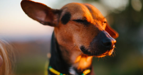 A serene close-up of a dog basking in the warm glow of a sunset, eyes gently closed.