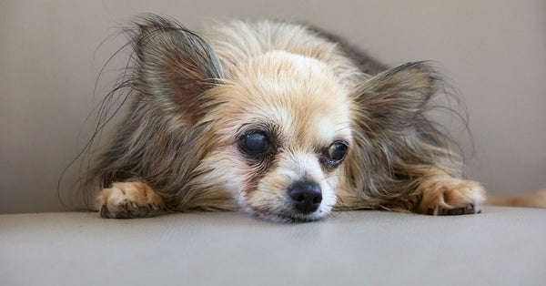 A long-haired senior chihuahua with blind eyes rests peacefully indoors, showcasing its calm demeanor.