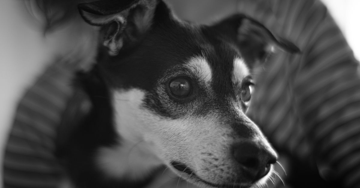 Why is my dog's poop black?