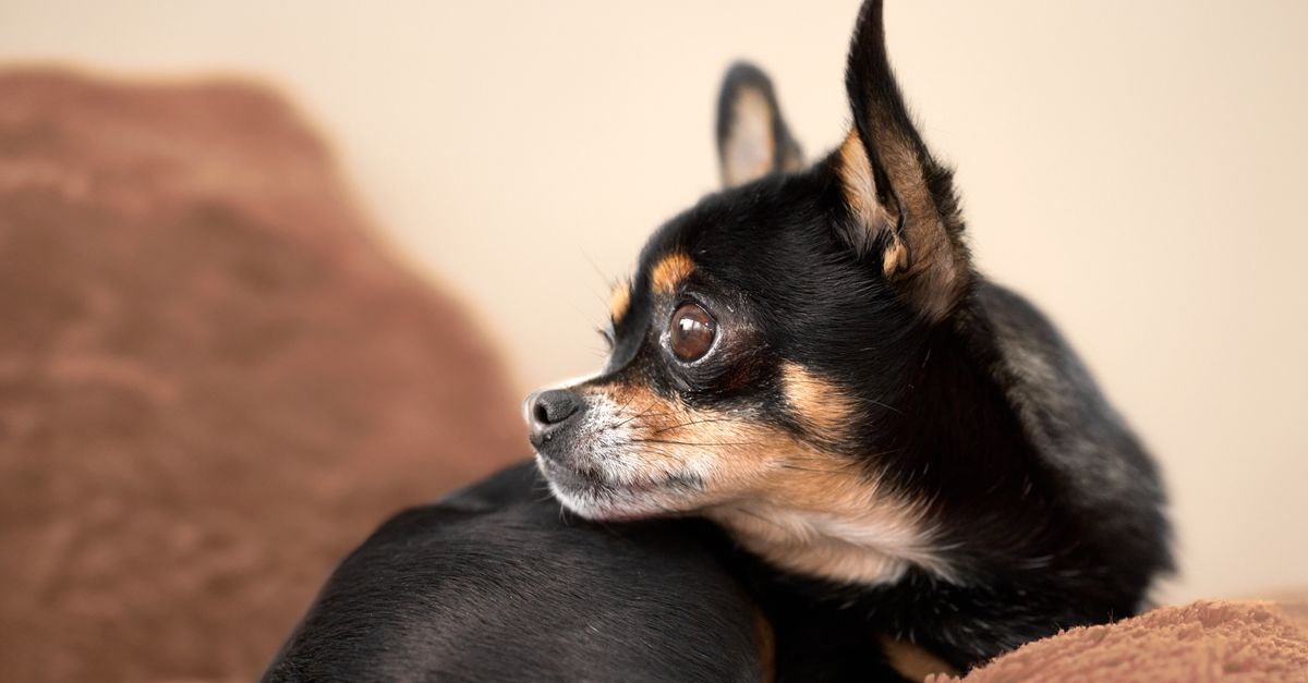 The best joint supplement for a Chihuahua with a luxating patella