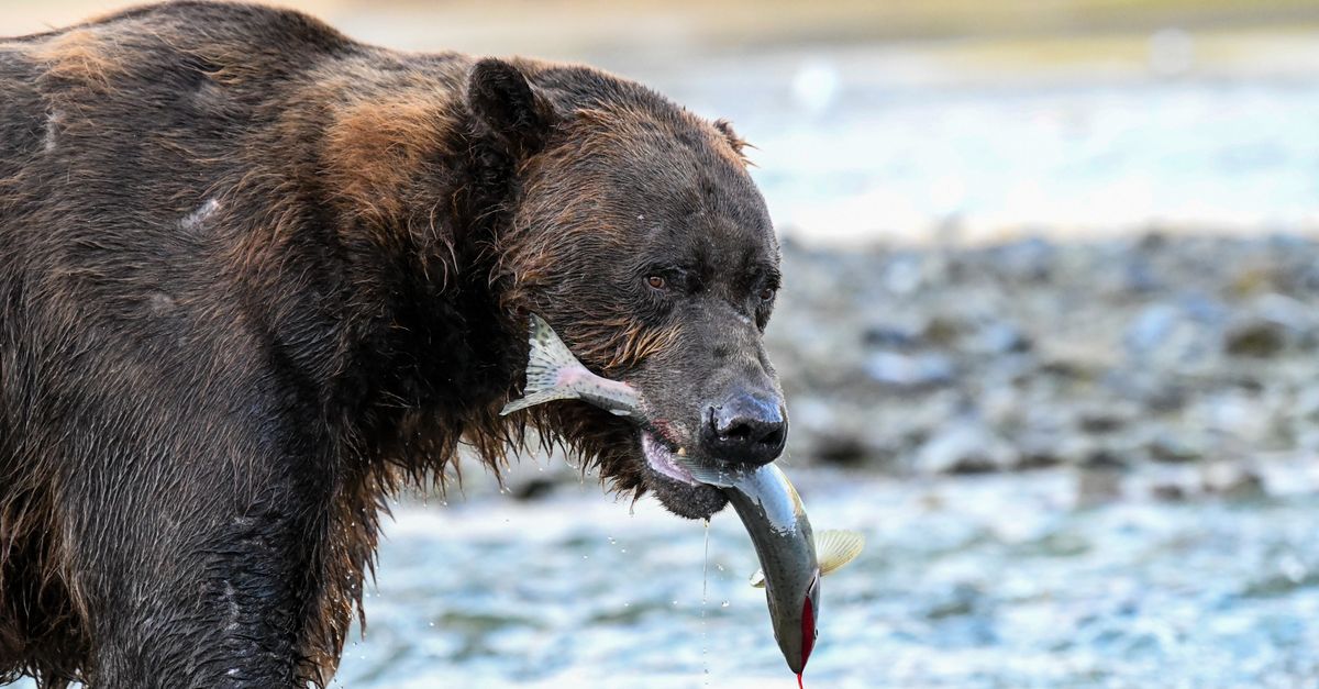 Salmon oil or cod liver oil for dogs?