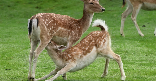 A fawn nurses from a doe in a vibrant, green meadow during daytime.