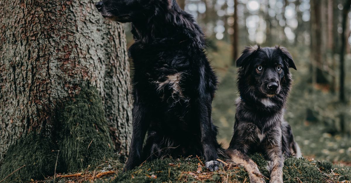 The best joint supplement for a middle-aged dog