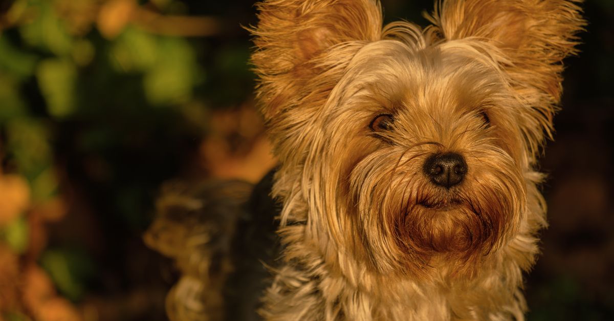 The best joint supplement for senior Yorkshire Terriers