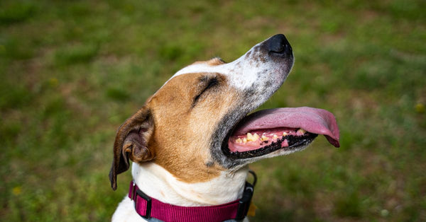 A joyful dog with its tongue out enjoying a sunny day outdoors. Perfect for pet-related concepts.