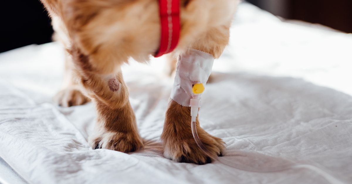 How laser therapy for dogs helps stiff joints