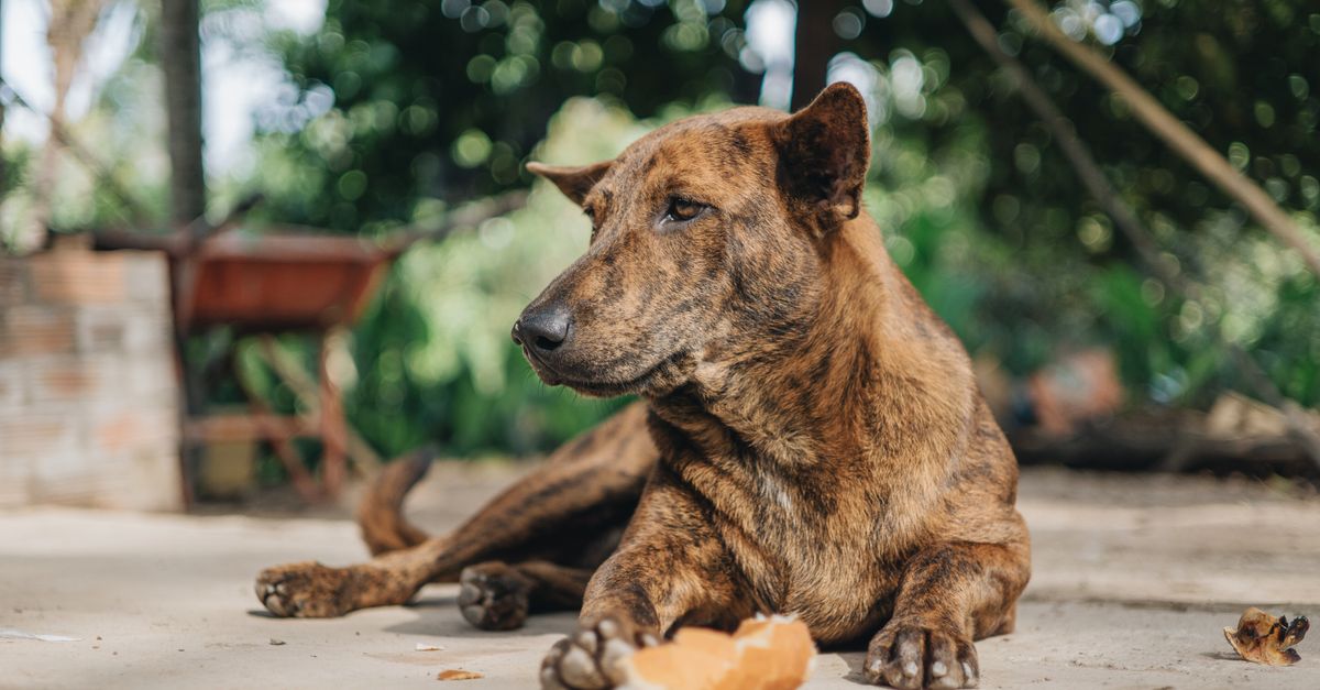 Can dogs eat peas?
