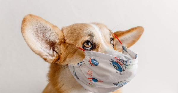 Adorable Corgi dog looking up while wearing a playful face mask against a neutral background.