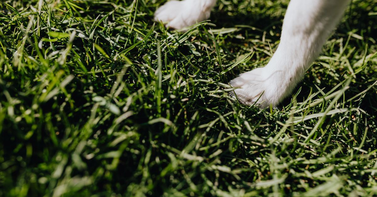 Nerve damage in dogs' legs: causes and recovery