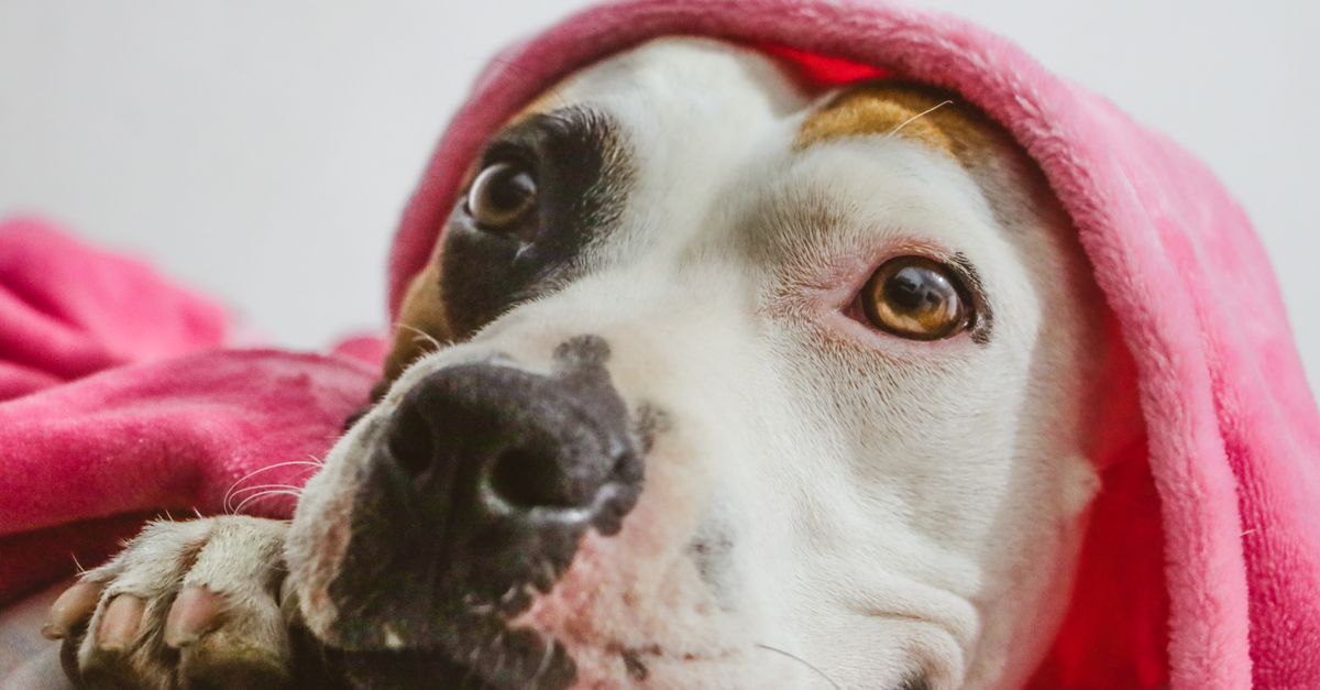 Is your Staffordshire Bull Terrier at risk of joint problems?