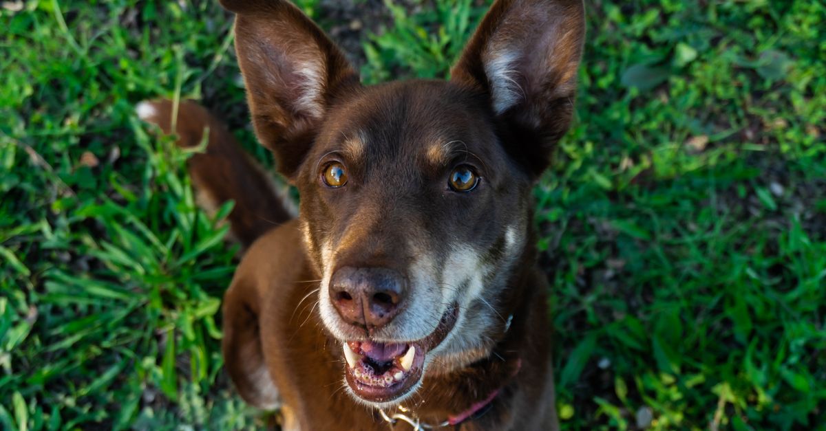 How much green-lipped mussel does my dog need?