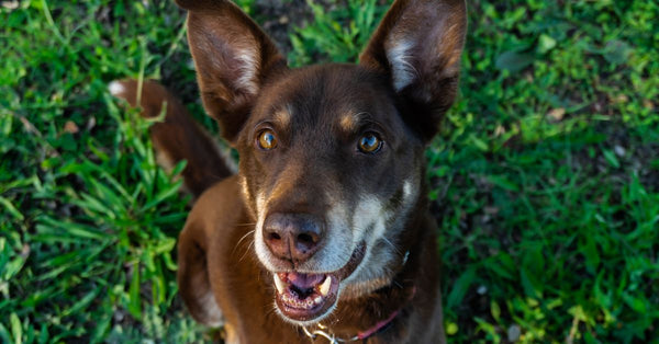 Close-up of a smiling Australian Kelpie dog sitting in a vibrant green garden.