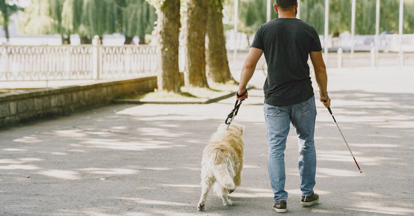 A blind man walking with his guide dog and white cane in a sunny park.