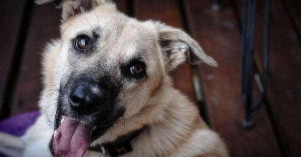 Close-up of a joyful dog with open mouth and sparkling eyes sitting on a wooden deck.