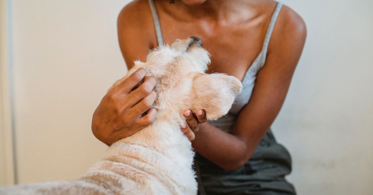 The best joint supplement for Belgian Shepherds