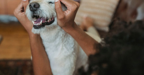 Crop unrecognizable ethnic female stroking dog with closed eyes and open mouth on sofa in house