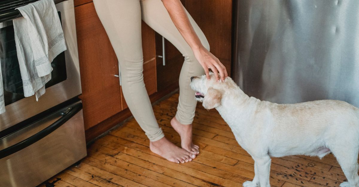 The best joint supplement for a dog with elbow arthritis