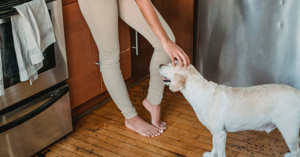 From above side view of crop barefoot ethnic female stroking purebred dog with open mouth on floor in house