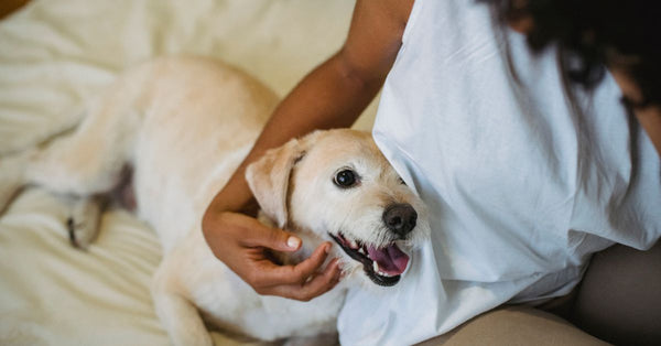 From above of crop anonymous African American female owner caressing Labrador Retriever puppy while resting on bed together