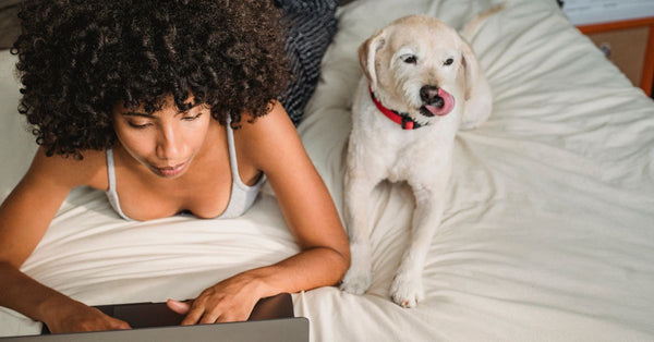 High angle of young ethnic female with Afro hairstyle surfing internet on netbook near dog licking nose on cozy bed at home
