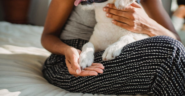 Crop unrecognizable ethnic female embracing cute puppy with tongue out while sitting on bed in house