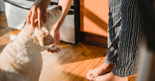 From above of crop anonymous barefoot ethnic female in casual apparel caressing purebred dog on floor in kitchen