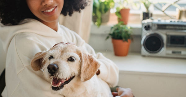 Young African American female in hoodie sitting on chair while caressing adorable puppy at home