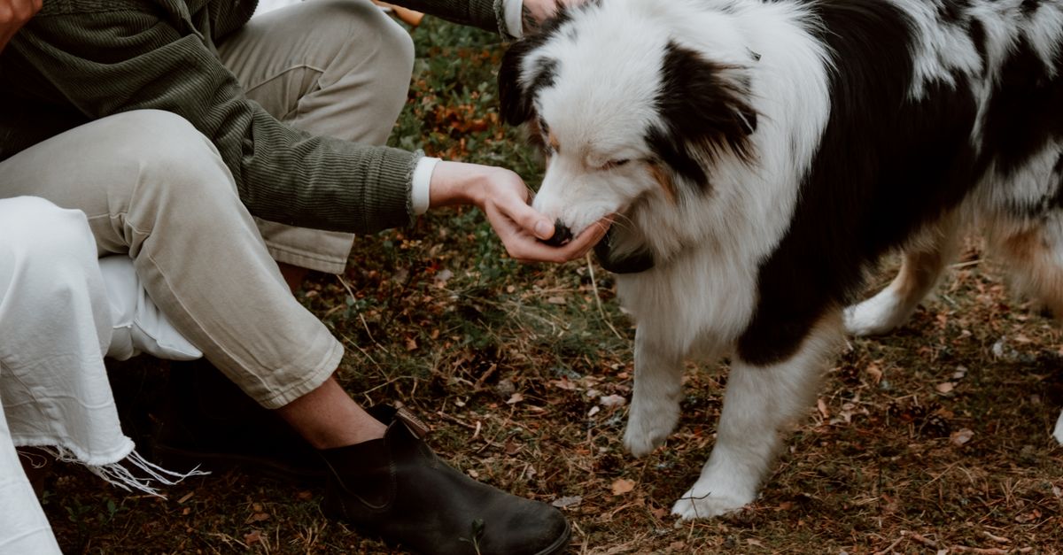 The best supplement for a stiff dog