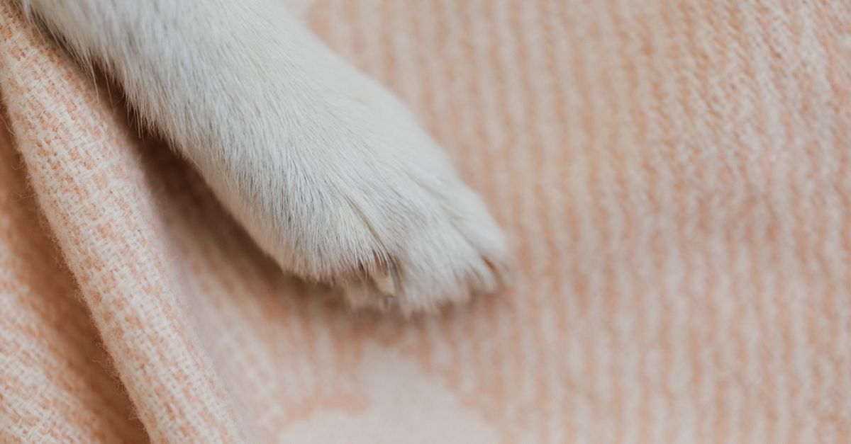 Why is my dog limping?