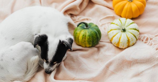A small dog peacefully sleeps on a blanket beside three colorful pumpkins, embodying autumn coziness.