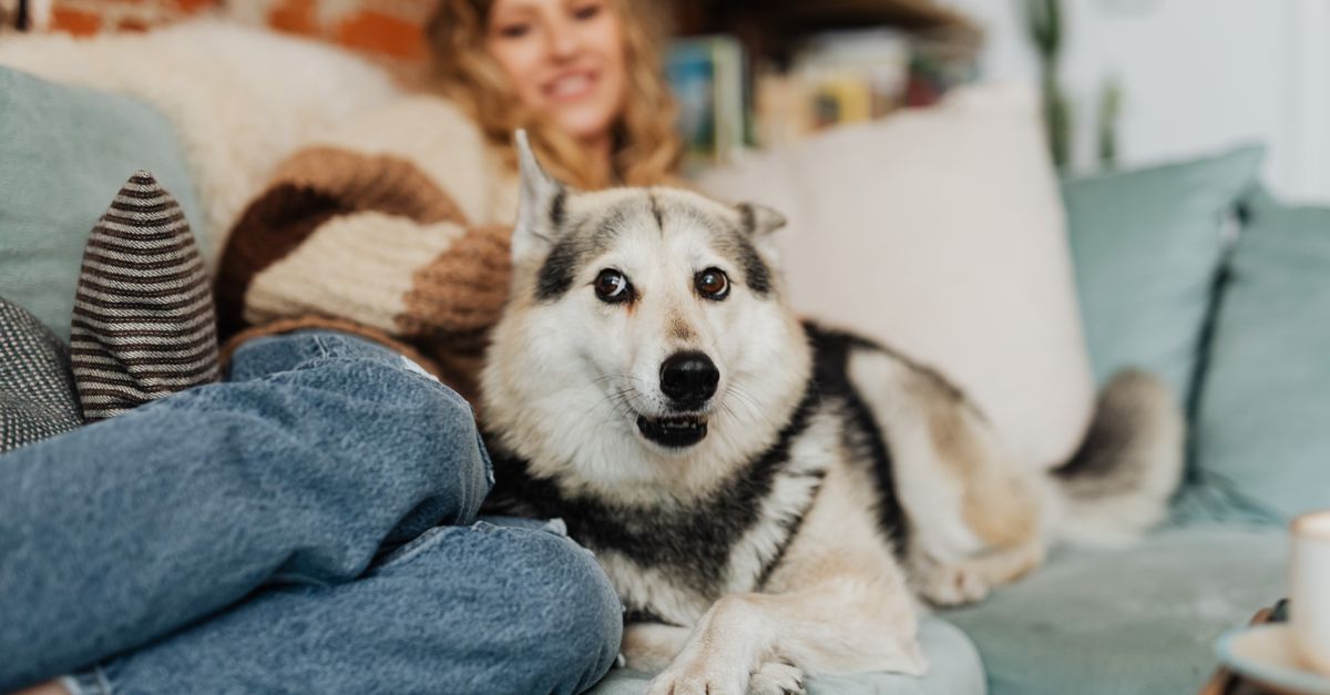 Zesty Paws dosage guide: how much to give by weight
