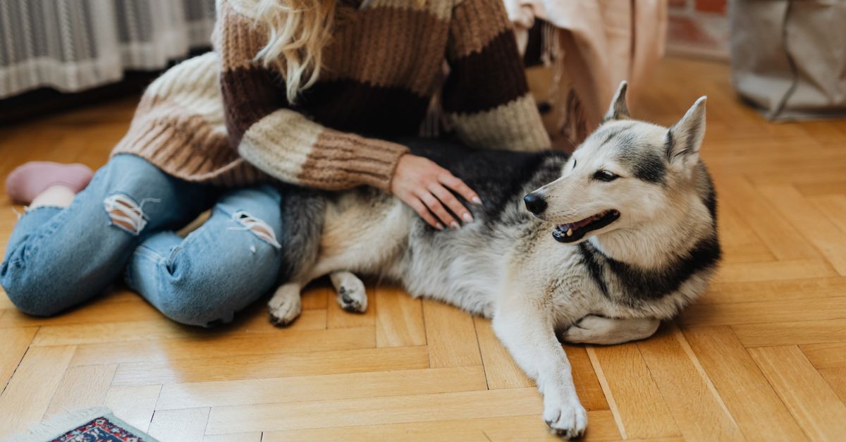 How to claim on pet insurance for joint problems