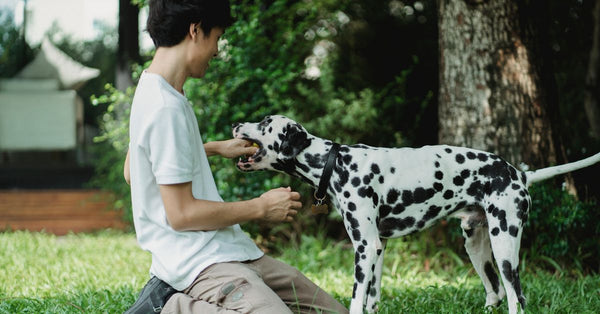 The best joint supplement for dogs with Addison's disease