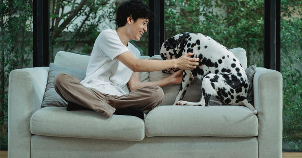 An Asian man joyfully interacting with his Dalmatian dog on a sofa indoors.