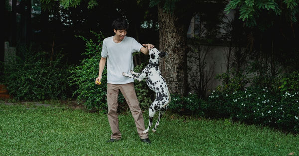 Man playing with a jumping Dalmatian in a lush green backyard.