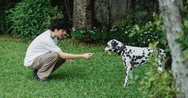 A young man crouches on grass while playing with a Dalmatian dog in a lush garden.